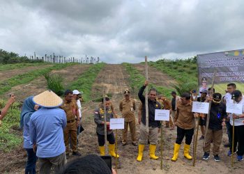 Sekda Muaro Jambi Dampingi Kementan Tanam Padi Gogo di Lahan Sawit Rakyat, Solusi Tingkatkan Produktivitas Kelapa Sawit