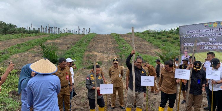 Sekda Muaro Jambi Dampingi Kementan Tanam Padi Gogo di Lahan Sawit Rakyat, Solusi Tingkatkan Produktivitas Kelapa Sawit