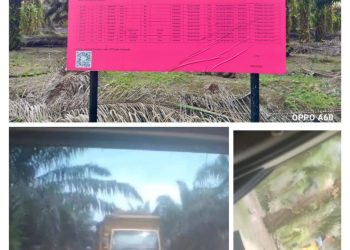 Meski Lahan Disita Kejagung, Ada Aktivitas Panen Sawit di Wilayah PT. Mutiara Hijau Lestari