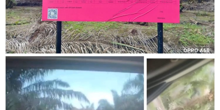 Meski Lahan Disita Kejagung, Ada Aktivitas Panen Sawit di Wilayah PT. Mutiara Hijau Lestari