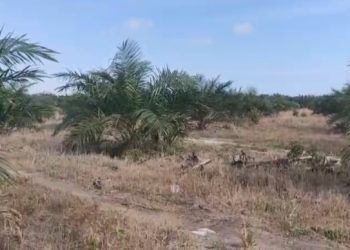 Diduga Kawasan Hutan Lindung Disulap Jadi Perkebunan Sawit oleh Amen