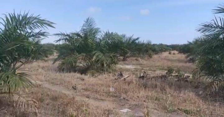 Diduga Kawasan Hutan Lindung Disulap Jadi Perkebunan Sawit oleh Amen