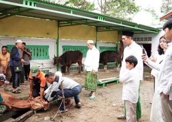 Bupati Fadhil Arif Serahkan Se-Ekor Sapi Qurban ke Masjid Jami’ Baiturrahim Pasar Terusan