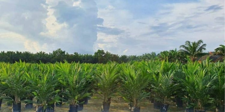 32 Ribu Batang Bibit Sawit Subsidi Akan Disalurkan Pemkab Batanghari pada Akhir Tahun ini