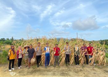 Panen Jagung di Air Belo, Polres Bangka Barat Perkuat Sinergi Ketahanan Pangan Desa