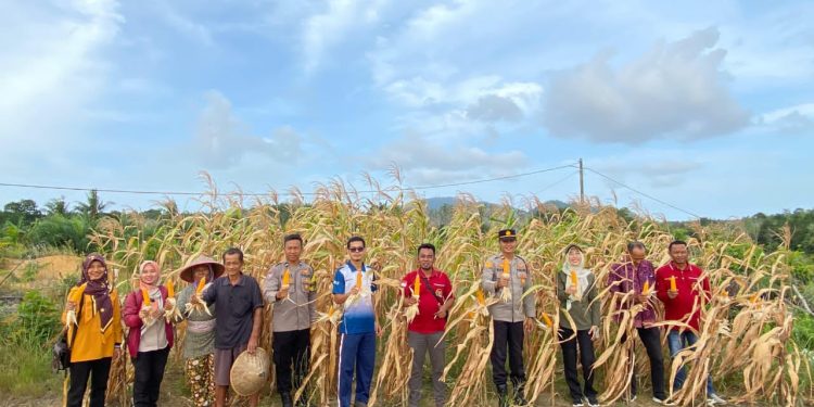 Panen Jagung di Air Belo, Polres Bangka Barat Perkuat Sinergi Ketahanan Pangan Desa
