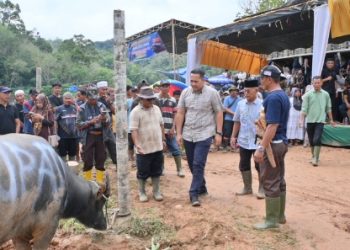 Jelang Bulan Puasa Ramadhan, Bupati Merangin M Syukur Buka Tradisi Adat Mantai Kerbau Besamo di Desa Bukit Perentak
