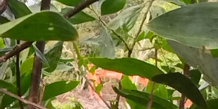 Tambang Ilegal di Hutan Produksi Bulin Masih Beroperasi, Ekskavator Hitachi Disebut Bebas Bekerja