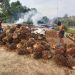 Harga Kelapa Sawit Baik TBS dan Brondolan di Kabupaten Merangin Turun Drastis, Ini Harganya