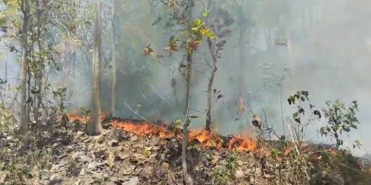 BNPB Sampaikan Perkembangan Situasi dan Penanganan Karhutla di Tanah Air, Salah Satunya di Jambi 